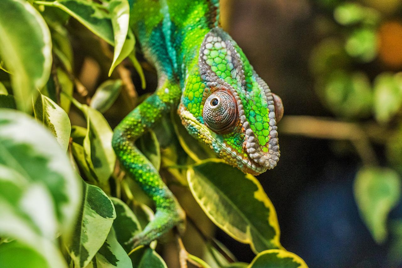 voyage madagascar